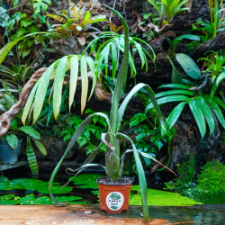 Aechmea tocantina – Broméliacée botanique | JungleBox