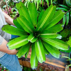 Neoregelia concentrica 'Purple' – Broméliacée pourpre | JungleBox