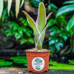 Neoregelia 'Franca' – Broméliacée rose terrarium | JungleBox