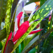 Billbergia hallelujah