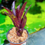Neoregelia hera var.little bright