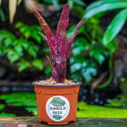 Neoregelia hera var.little bright