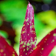Neoregelia hera var.little bright