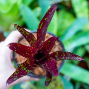 Neoregelia hera var.little bright
