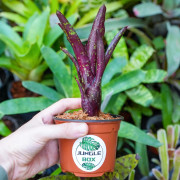 Neoregelia hera var.little bright