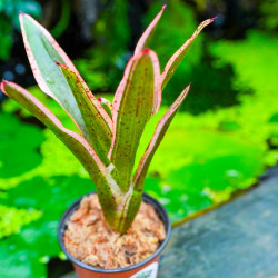 Neoregelia 'Iphigenie' – Broméliacée panachée | JungleBox