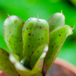 Neoregelia narziss
