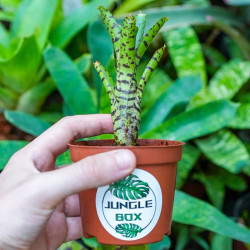 Neoregelia 'Nausica' – Broméliacée terrarium | JungleBox