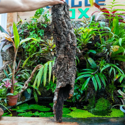 Tronc de liège 70–80 cm Ø20 cm pour terrarium | JungleBox