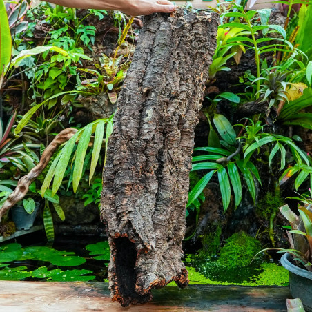 Tronc de liège 100 cm Ø20 cm pour terrarium | JungleBox