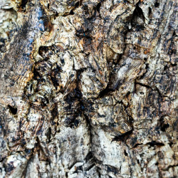 Cork Trunk 100 cm Ø20 cm for Terrarium | JungleBox