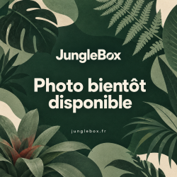 Ficus pumila 'Sunny' – Figuier rampant panaché pour terrarium et intérieur tropical