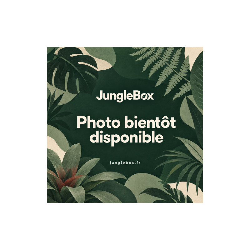 Ficus pumila 'Sunny' – Figuier rampant panaché pour terrarium et intérieur tropical