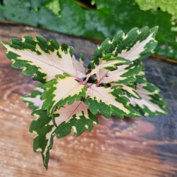 Coleus wizard jade | Plante Tropicale Colorée pour Terrarium | JungleBox