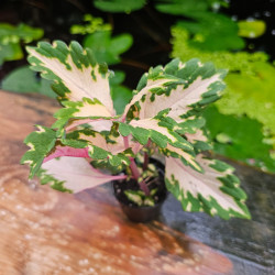 Coleus wizard jade | Plante Tropicale Colorée pour Terrarium | JungleBox