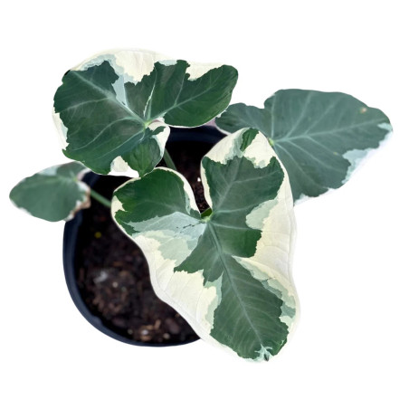 Xanthosoma 'Variegatum Monstrosum' pot 8 cm | JungleBox