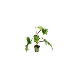 Philodendron squamiferum pot 12 cm – Plante grimpante | JungleBox