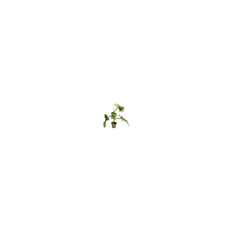 Philodendron squamiferum pot 12 cm – Plante grimpante | JungleBox