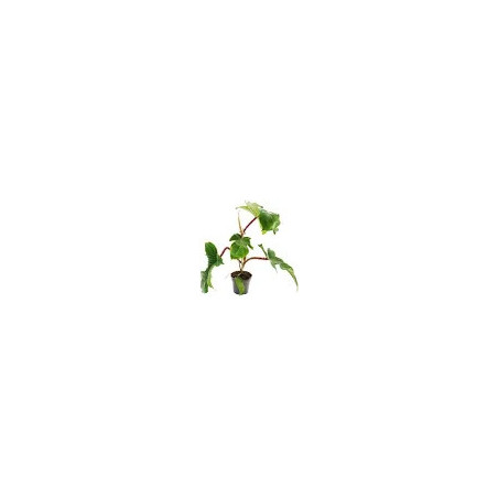 Philodendron squamiferum pot 12 cm – Plante grimpante | JungleBox