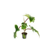 Philodendron squamiferum pot 12 cm – Plante grimpante | JungleBox