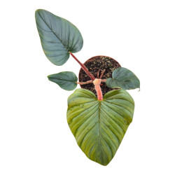 Philodendron squamiferum pot 12 cm – Plante grimpante | JungleBox