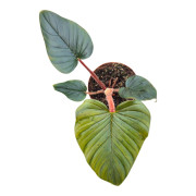 Philodendron squamiferum pot 12 cm – Plante grimpante | JungleBox