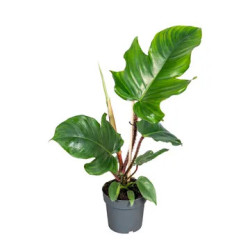 Philodendron squamiferum pot 12 cm – Plante grimpante | JungleBox