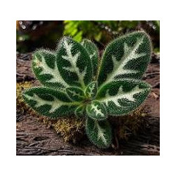 Primulina sinovietnamica – Plante lithophyte rare | JungleBox