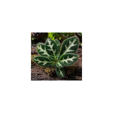 Primulina sinovietnamica – Plante lithophyte rare | JungleBox