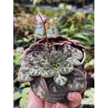 Primulina yungfuensis pot 7 cm – Plante rare | JungleBox