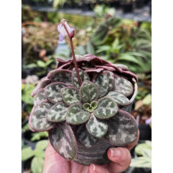 Primulina yungfuensis pot 8 cm – Plante rare | JungleBox
