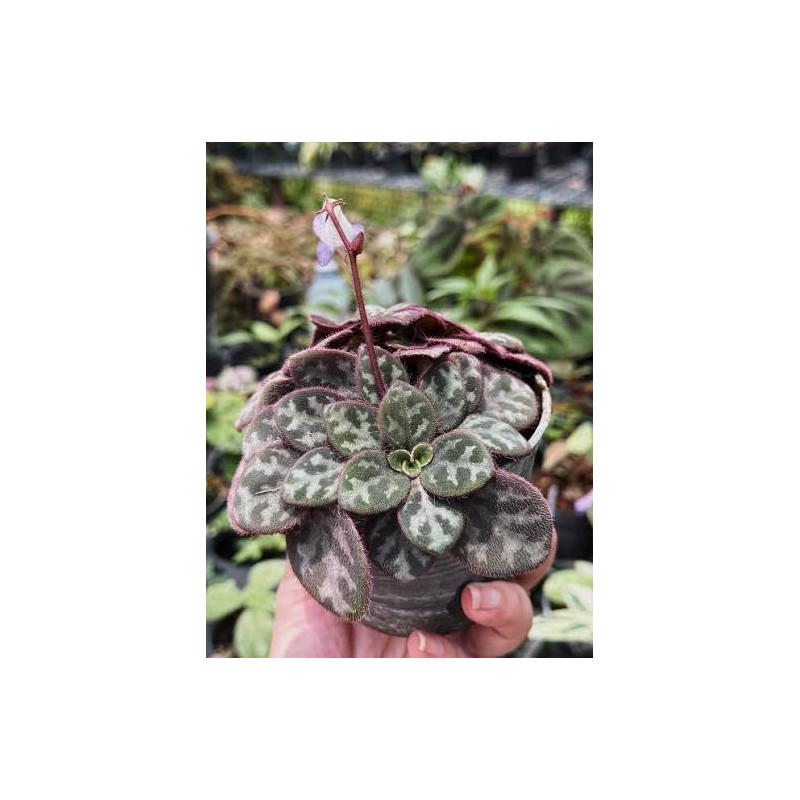 Primulina yungfuensis pot 8 cm – Plante rare | JungleBox