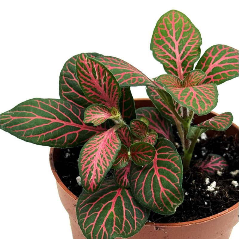 Fittonia 'Joly Josan' pot 6 cm – Terrarium | JungleBox