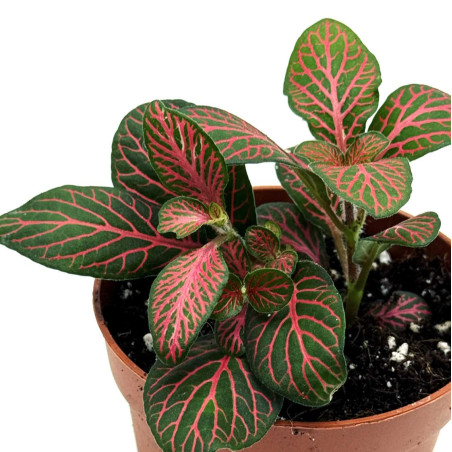 Fittonia 'Joly Josan' pot 6 cm – Terrarium | JungleBox