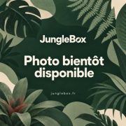 Monstera 'Frozen Freckles' pot 12 cm | JungleBox