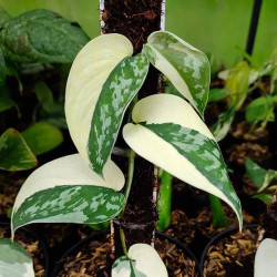 Scindapsus 'Mayari Variegata' pot 10,5 cm | JungleBox