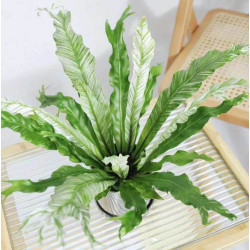 Asplenium nidus 'Variegata' – Fougère panachée | JungleBox
