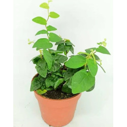 Ficus pumila 'Sunny' – Figuier rampant panaché pour terrarium et intérieur tropical