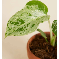 Monstera deliciosa 'Bulbasaur' pot 6 cm | JungleBox