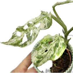 Monstera 'Frozen Freckles' pot 12 cm | JungleBox
