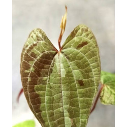 Dioscorea discolor pot 7 cm – Liane tropicale | JungleBox