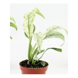 Rhaphidophora puberula 'Variegata' pot 6 cm | JungleBox