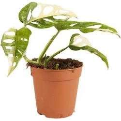 Monstera adansonii 'Variegata' pot 6 cm | JungleBox