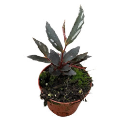 Begonia sp. 'Julau T2' Bornéo – pot 8 cm | JungleBox