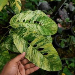 Rhaphidophora foraminifera 'Variegata' pot 9 cm | JungleBox