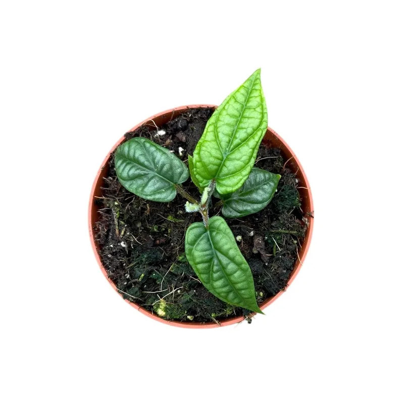 Piper parmatum pot 8 cm – Plante tropicale rare | JungleBox