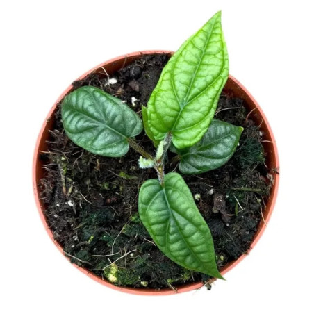 Piper parmatum pot 8 cm – Plante tropicale rare | JungleBox