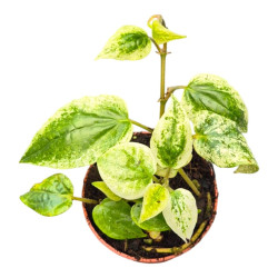 Piper macropiper 'Variegata' pot 7 cm | JungleBox