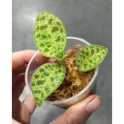 Macodes petola – Orchidée bijou pour terrarium | JungleBox