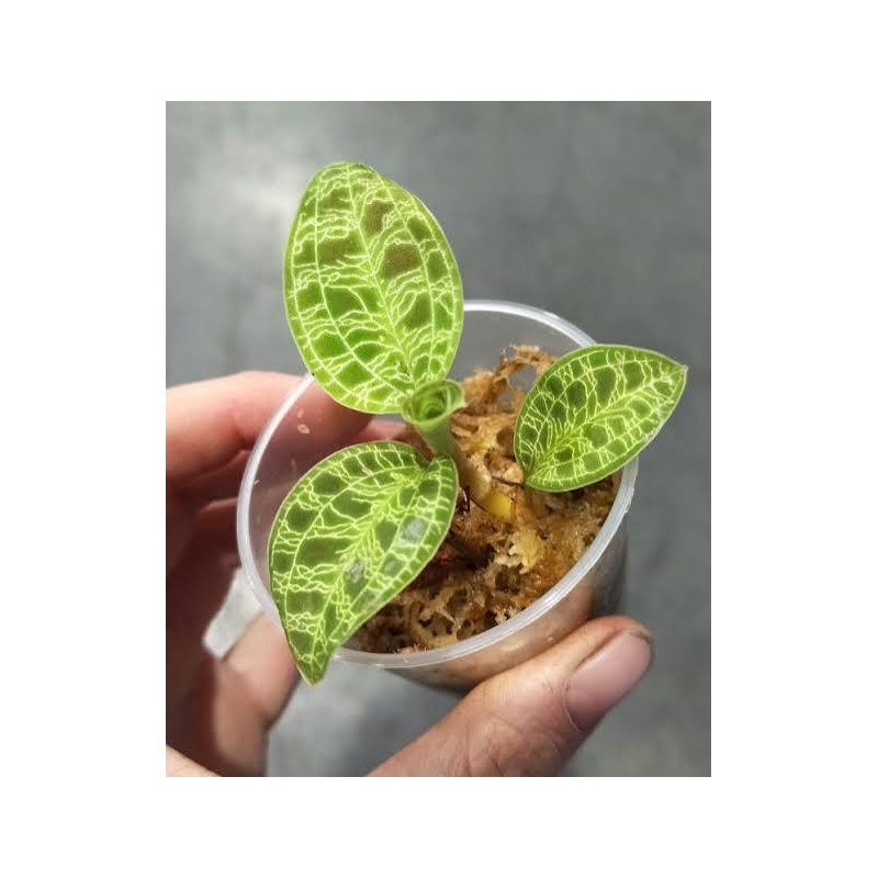 Macodes petola – Jewel Orchid for Terrariums | JungleBox